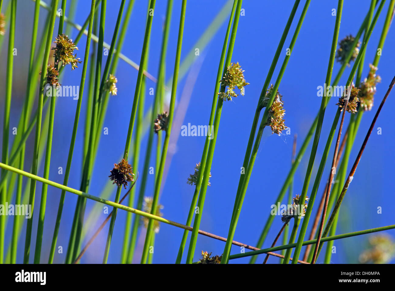 Juncus Effusus, weiche Rush Stockfoto