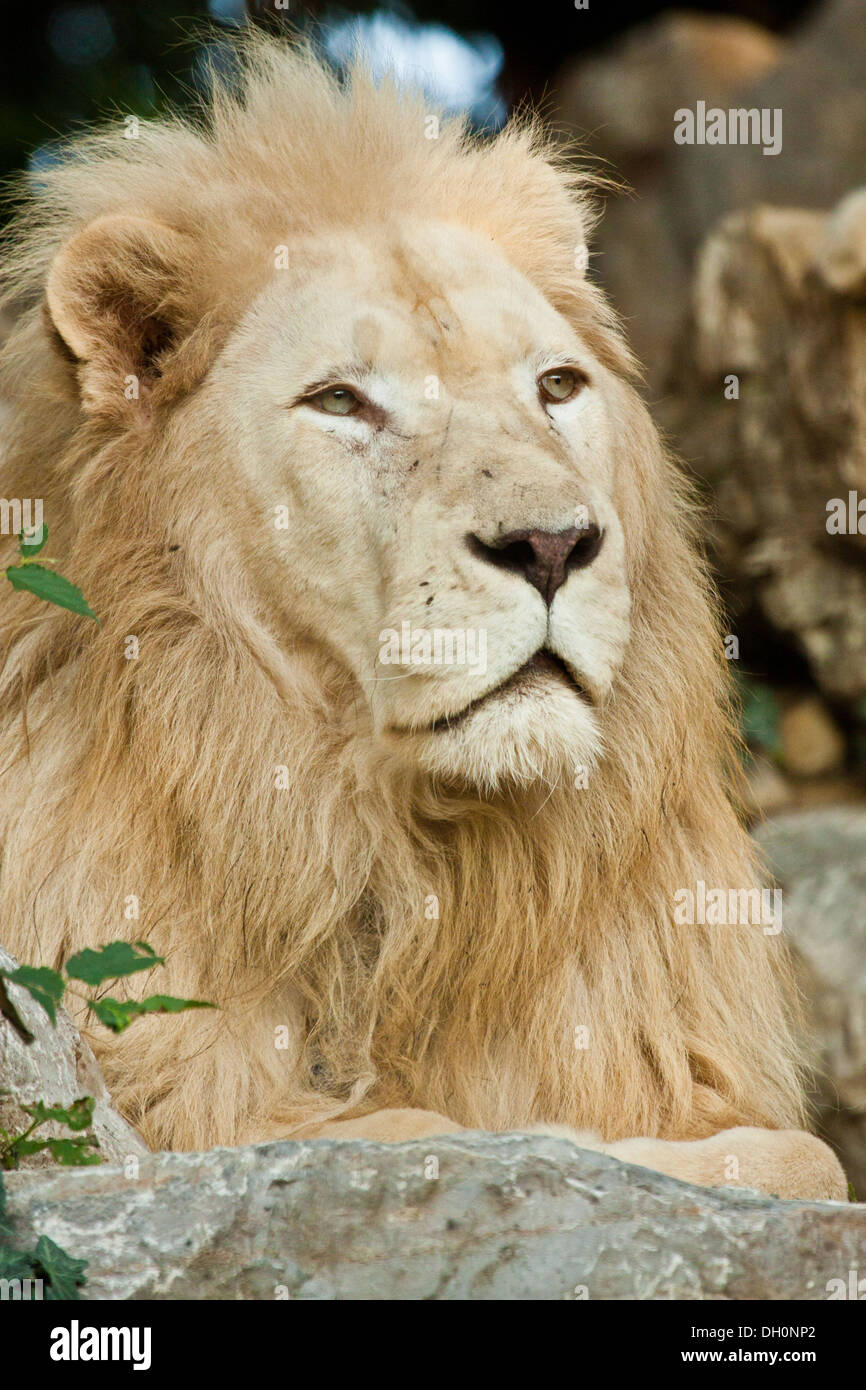 Transvaal-Löwe (Panthera Leo Krugeri) Stockfoto