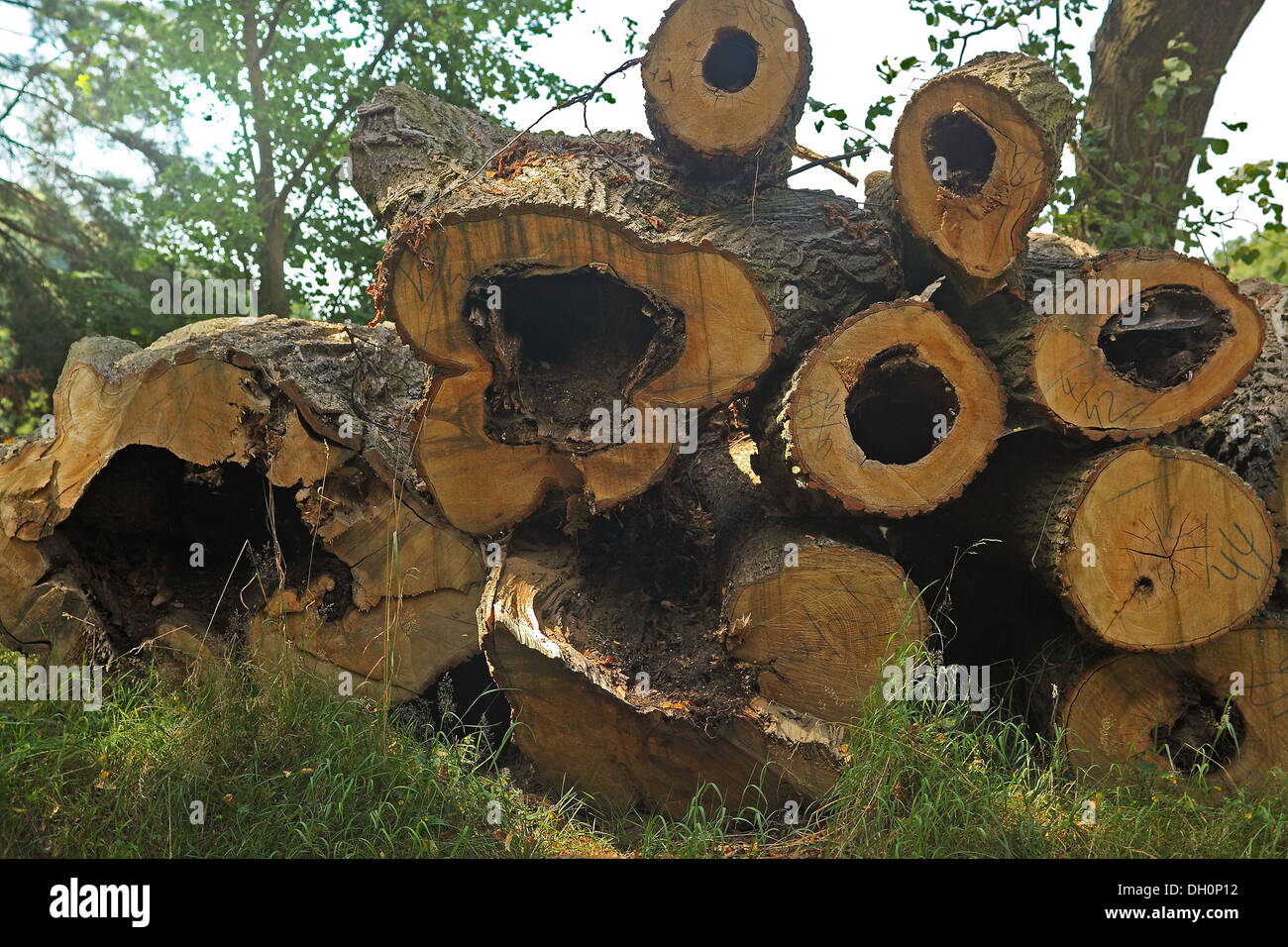 Haufen von einen alten Schnitt gefällten Baumstämme Stockfoto