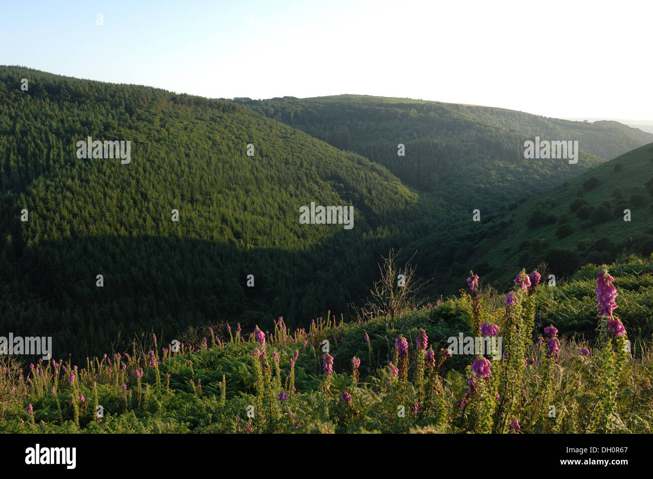 Fingal Wood in der Nähe von Mortonhampstead Dartmoor UK. Gekauft von der Woodland Trust im Jahr 2013 für die Wiederherstellung. Teign Valley Stockfoto