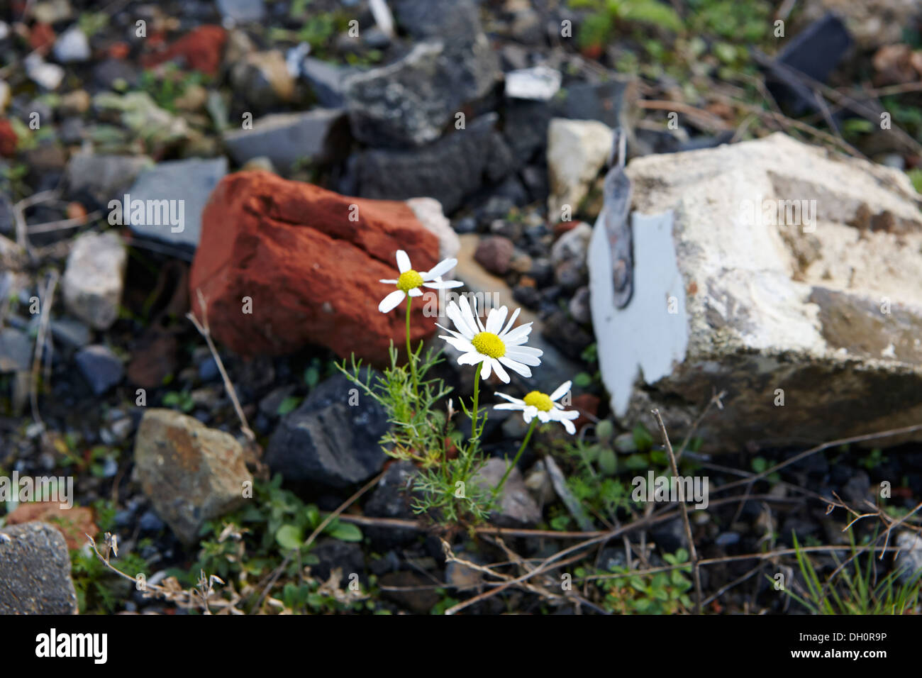 Gänseblümchen wachsen durch Bauschutt auf Brachland Stockfoto