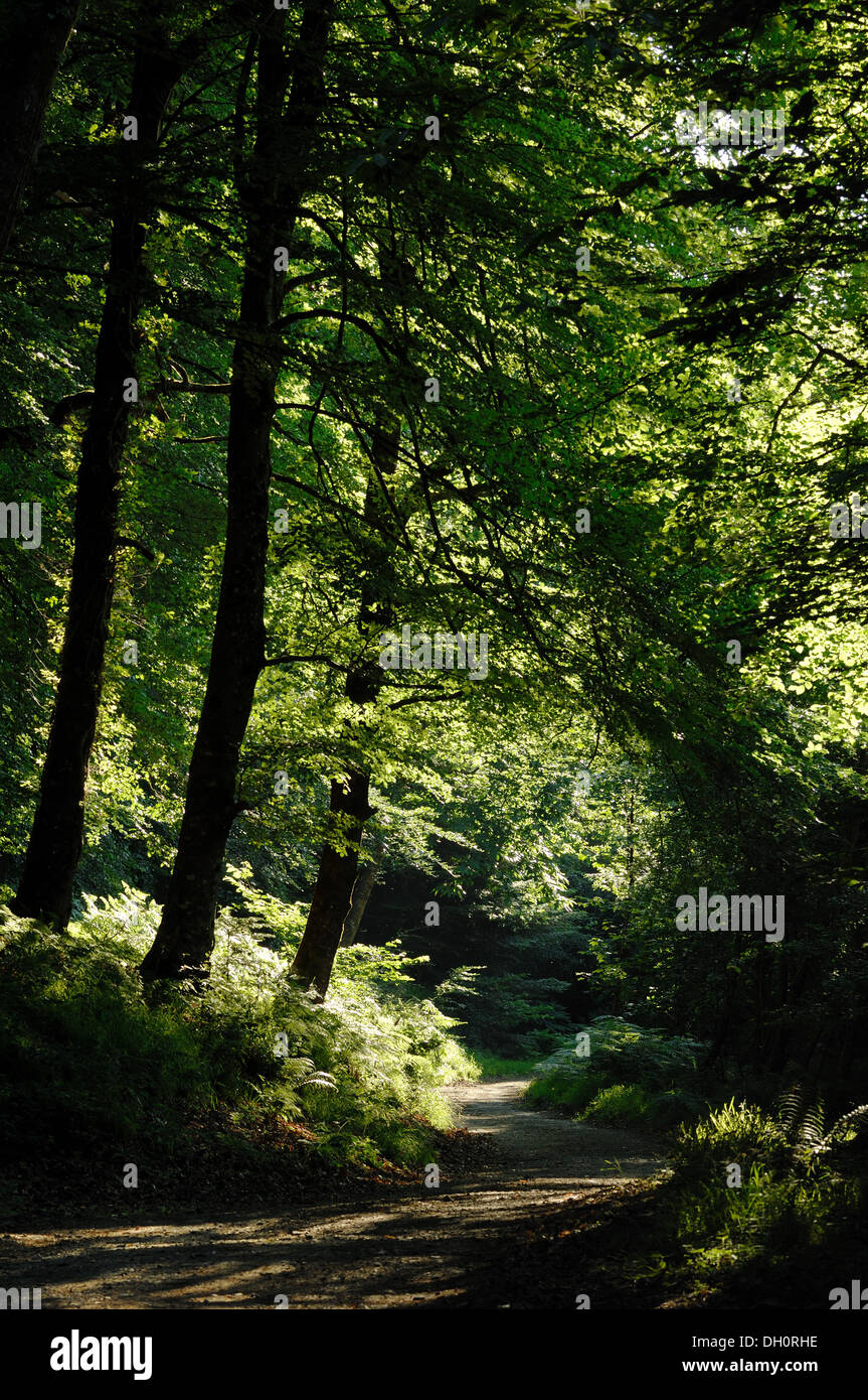 Fingle Wood in der Nähe von Mortonhampstead Dartmoor UK. Gekauft von der Woodland Trust im Jahr 2013 für die Wiederherstellung. Teign Valley Stockfoto