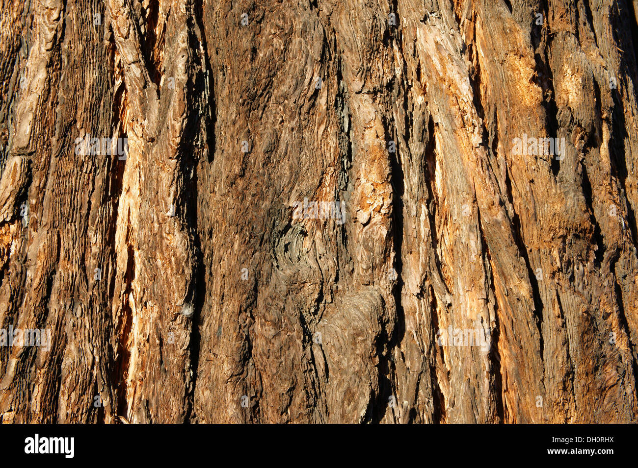 Nahaufnahme der Rinde am Stamm ein Riesenmammutbaum (Sequoiadendron Giganteum)-Baum wächst in Kerrisdale, Vancouver, BC, Kanada Stockfoto