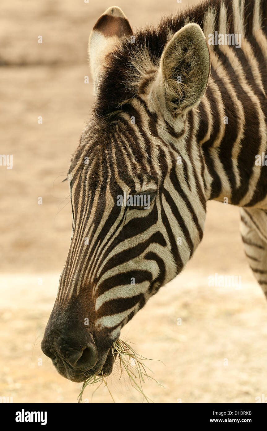 Ebenen Zebra im Zoo von Melbourne, Victoria, Australien Stockfoto