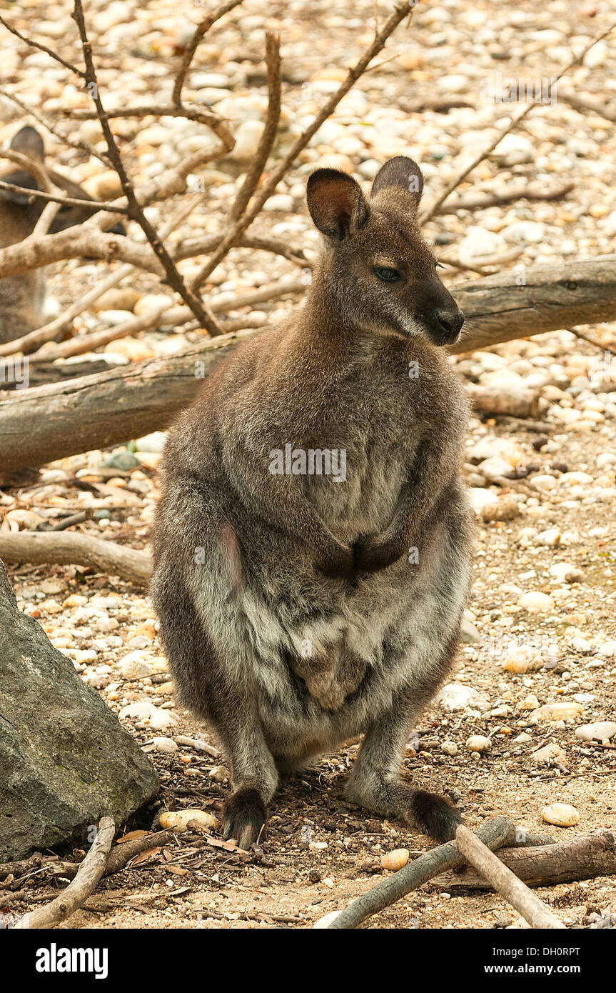 Red-necked Wallaby im Zoo von Melbourne, Victoria, Australien Stockfoto