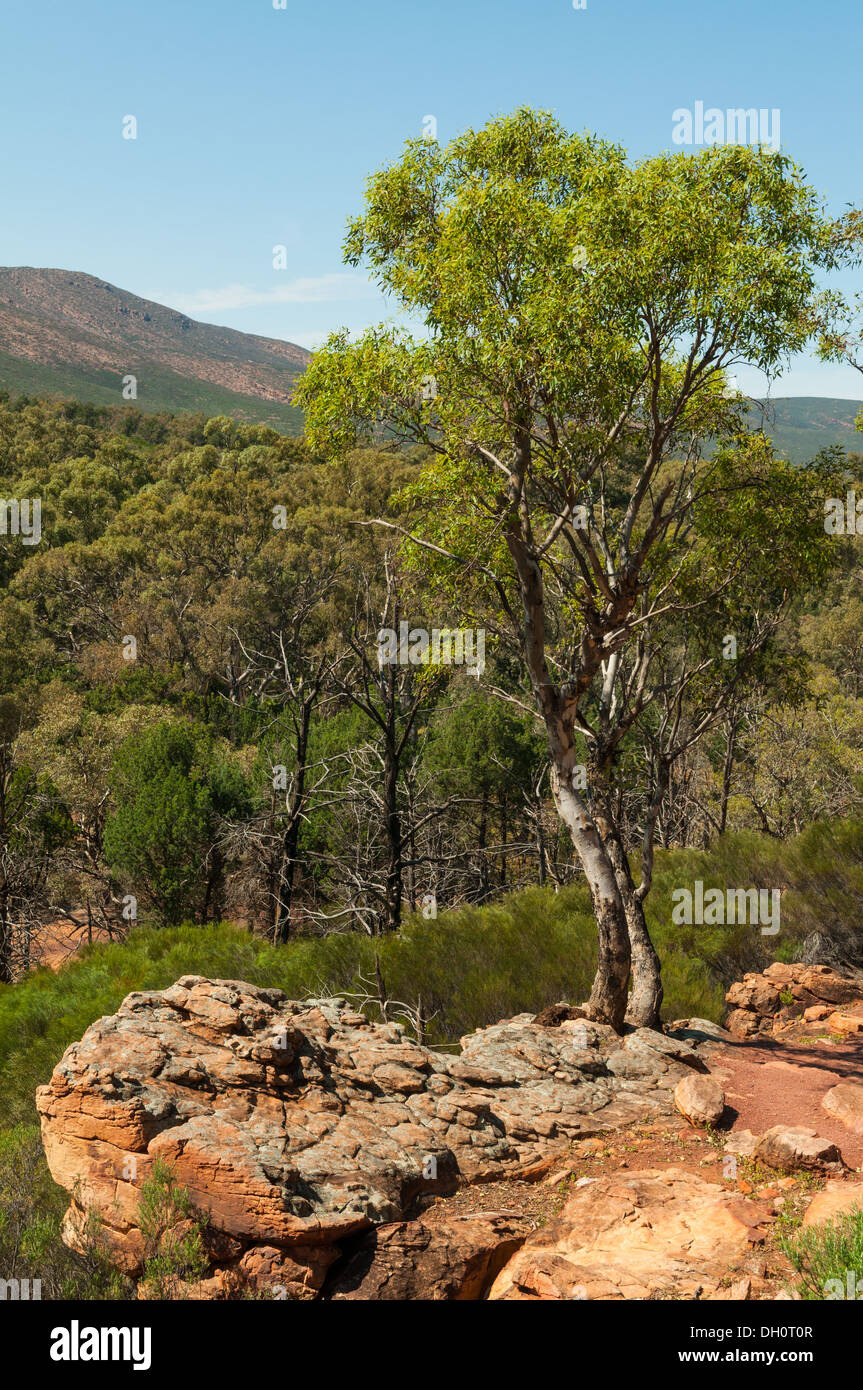 Ansicht im Wilpena Pound, Flinders Range National Park, South Australia, Australien Stockfoto