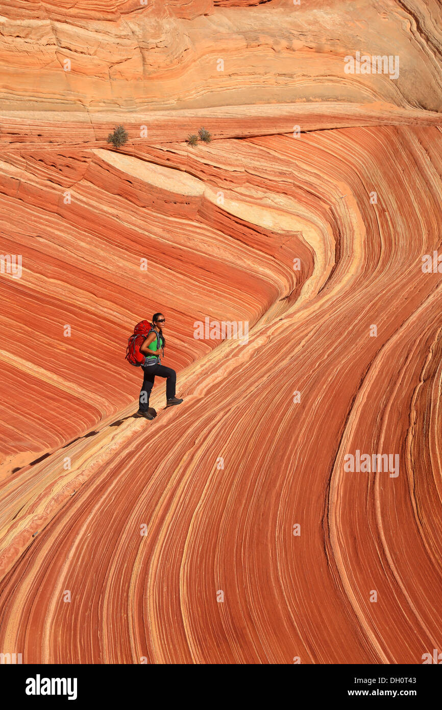 Die erstaunlichen Sandstein-Formationen THE WAVE im nördlichen Arizona, USA Stockfoto