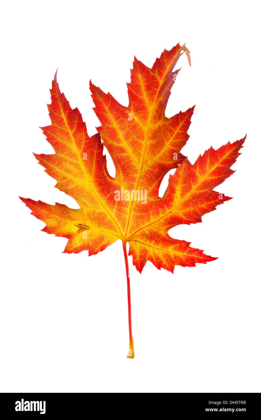 (Acer) Ahornblatt im Herbst Stockfoto