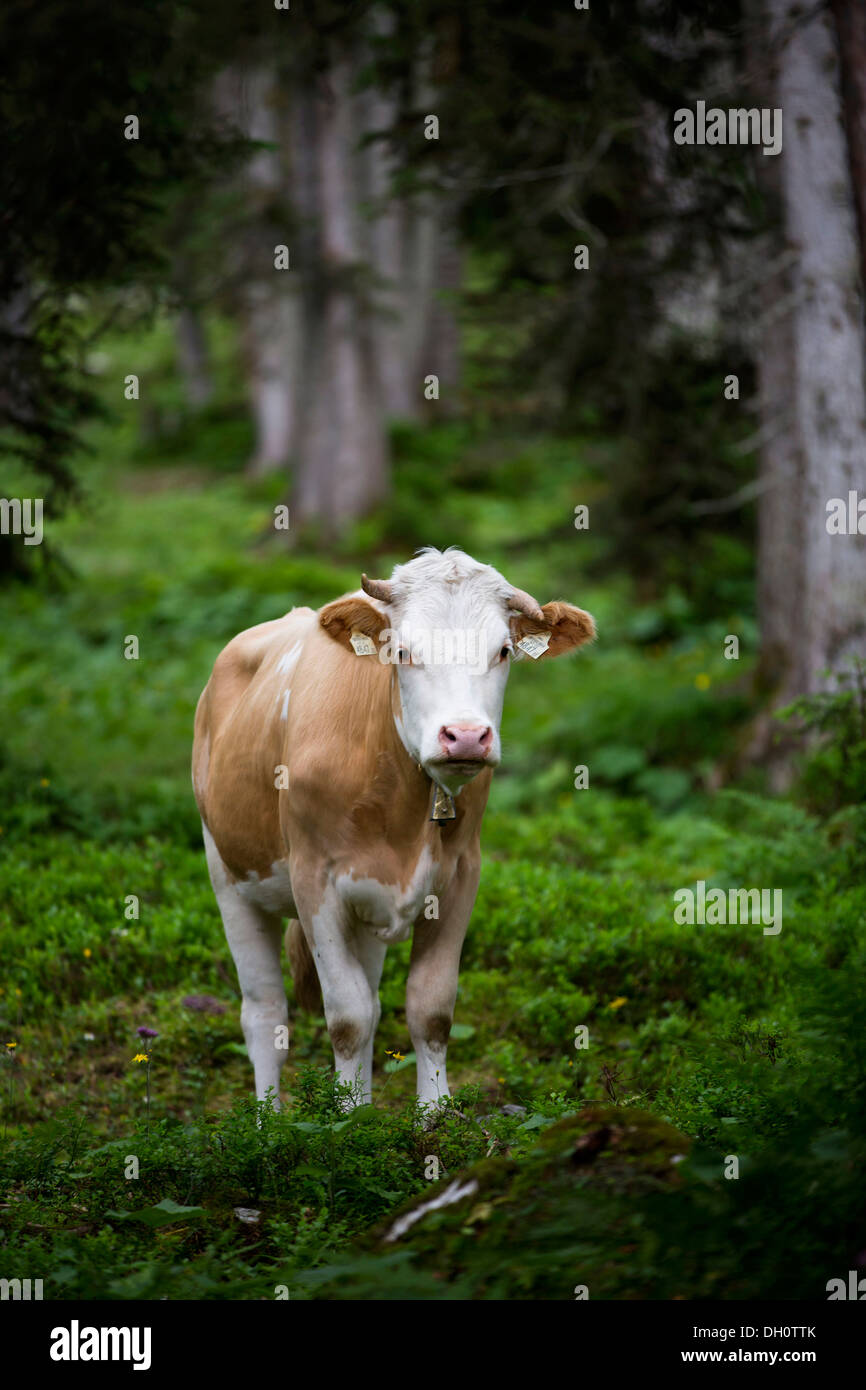 Kuh in einem Wald, Ehrwald, Österreich, Europa Stockfoto