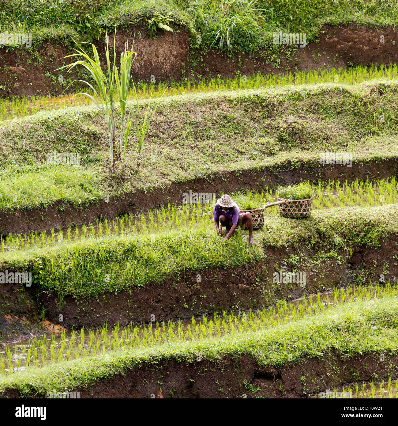 Reis-Terrassen in der Nähe von Ubud, zentral-Bali, Bali, Indonesien, Südostasien Stockfoto