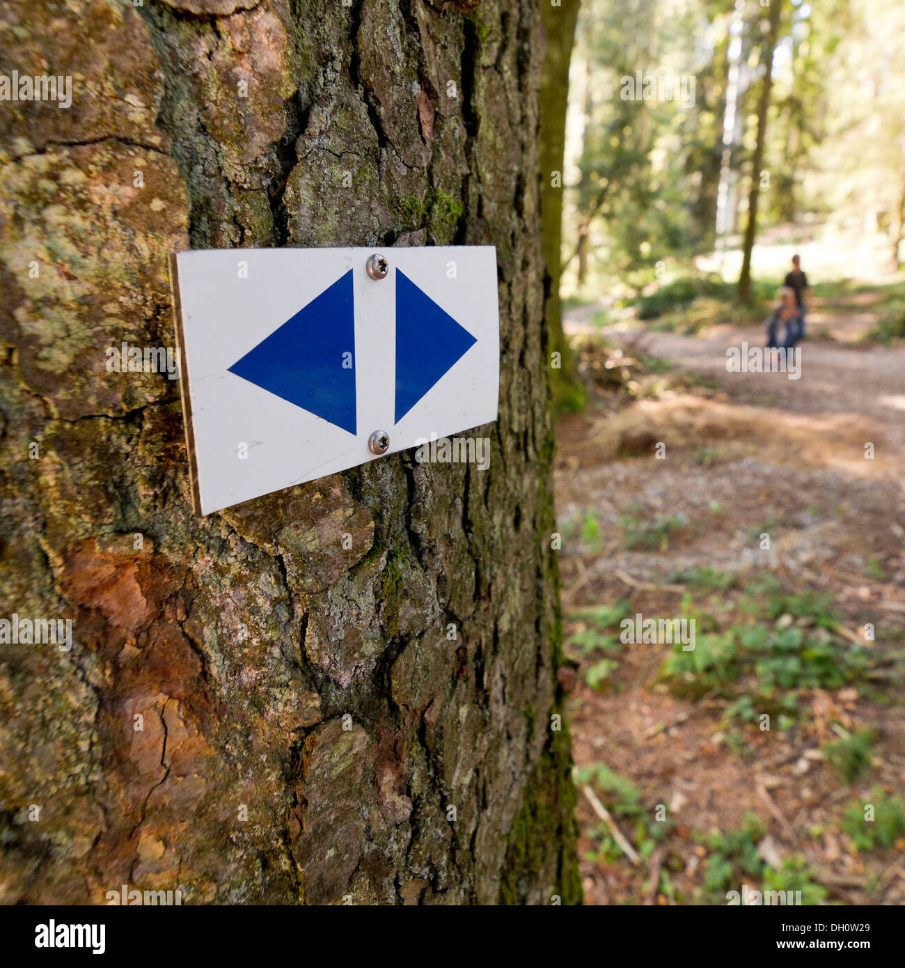 Melden Sie sich an einem Baumstamm, trail Stockfoto