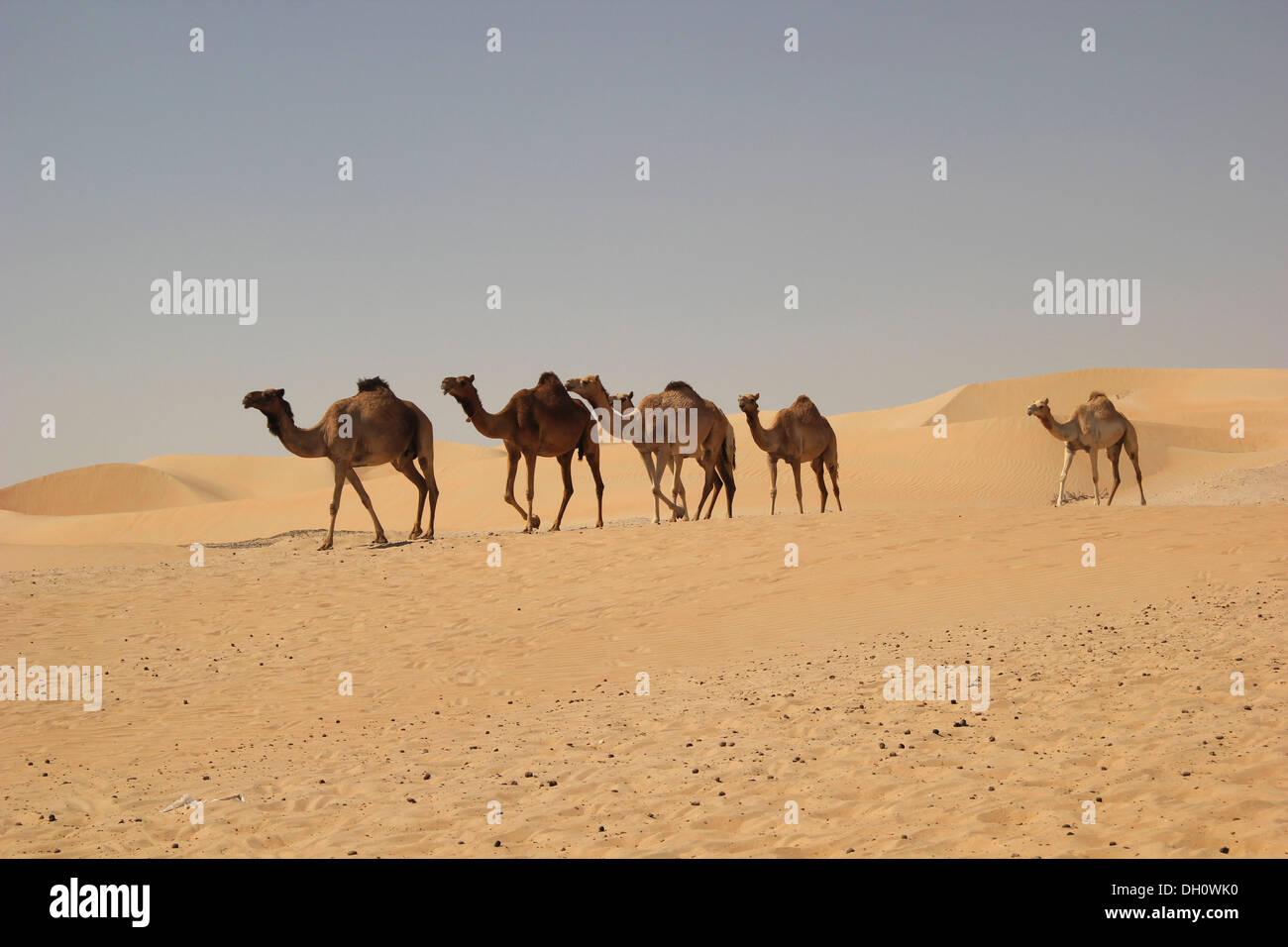 Arabischen Kamele und Dromedare (Camelus Dromedarius) in der Wüste auf dem Weg zur Liwa Oase, Rub al Khali, Emirat Abu Dhabi Stockfoto