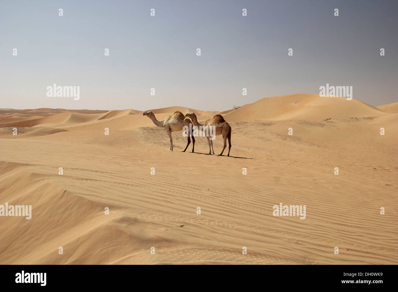 Arabischen Kamele und Dromedare (Camelus Dromedarius) in der Wüste auf dem Weg zur Liwa Oase, Rub al Khali, Emirat Abu Dhabi Stockfoto