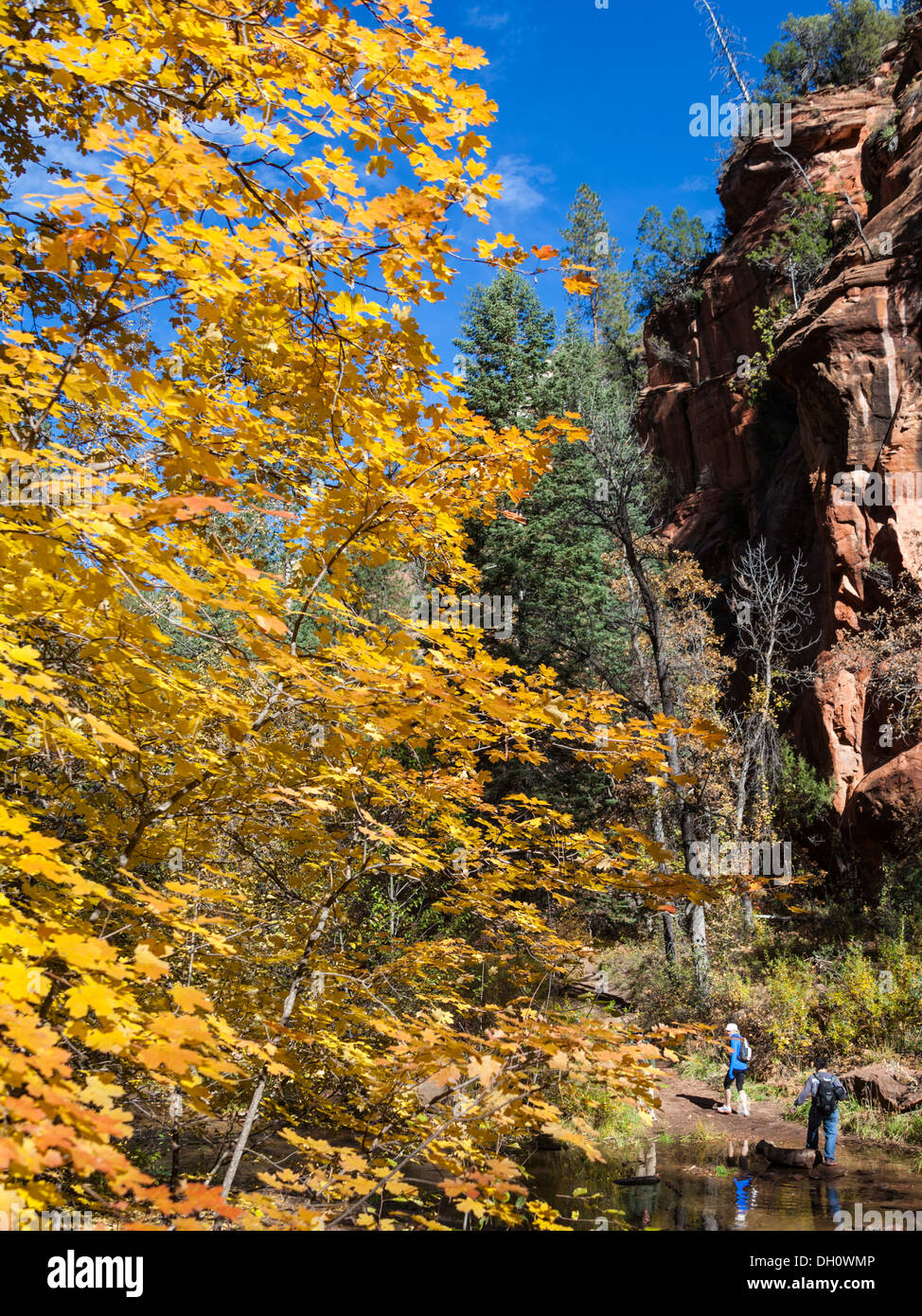 Wanderer erkunden West Fork of Oak Creek im nördlichen Arizona im Herbst Stockfoto