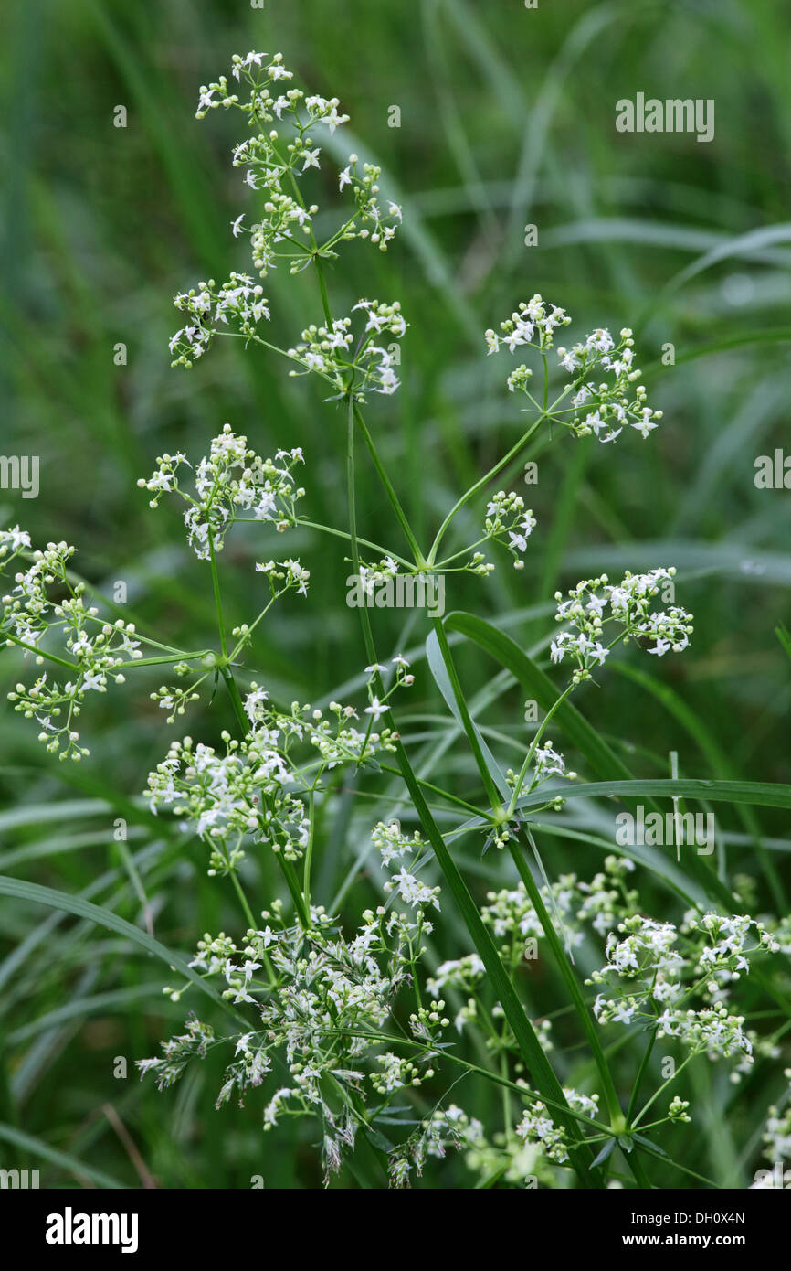 Galium Mollugo, aufrechte Labkraut Stockfoto