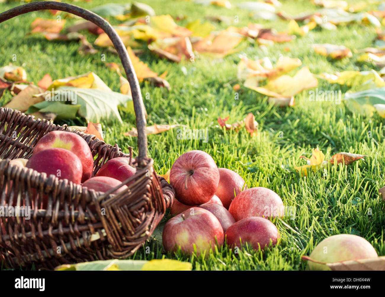 Weidenkorb mit roten Äpfeln auf einer Wiese mit Blätter im Herbst. Stockfoto