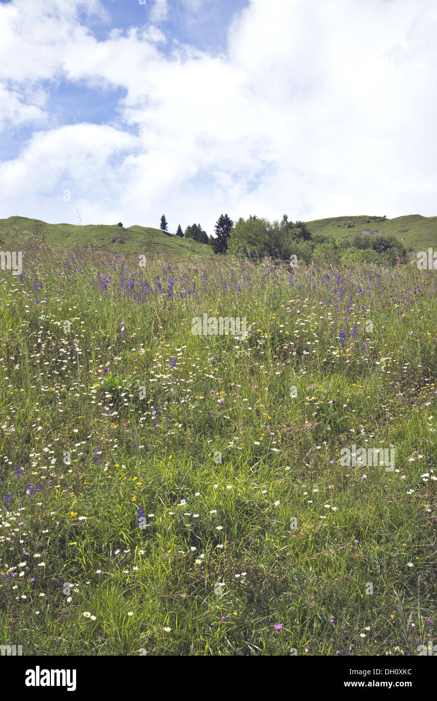 Alpine Blumenwiese Stockfoto