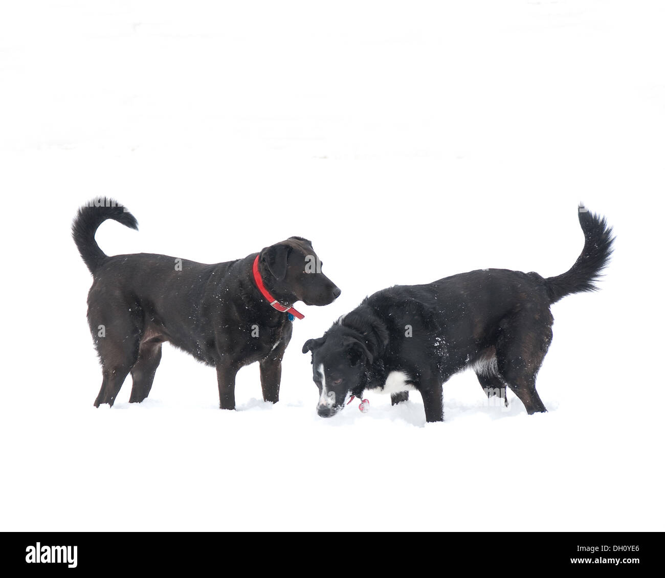 Ein schwarzer Labrador und Border Collie spielen im Schnee. Stockfoto