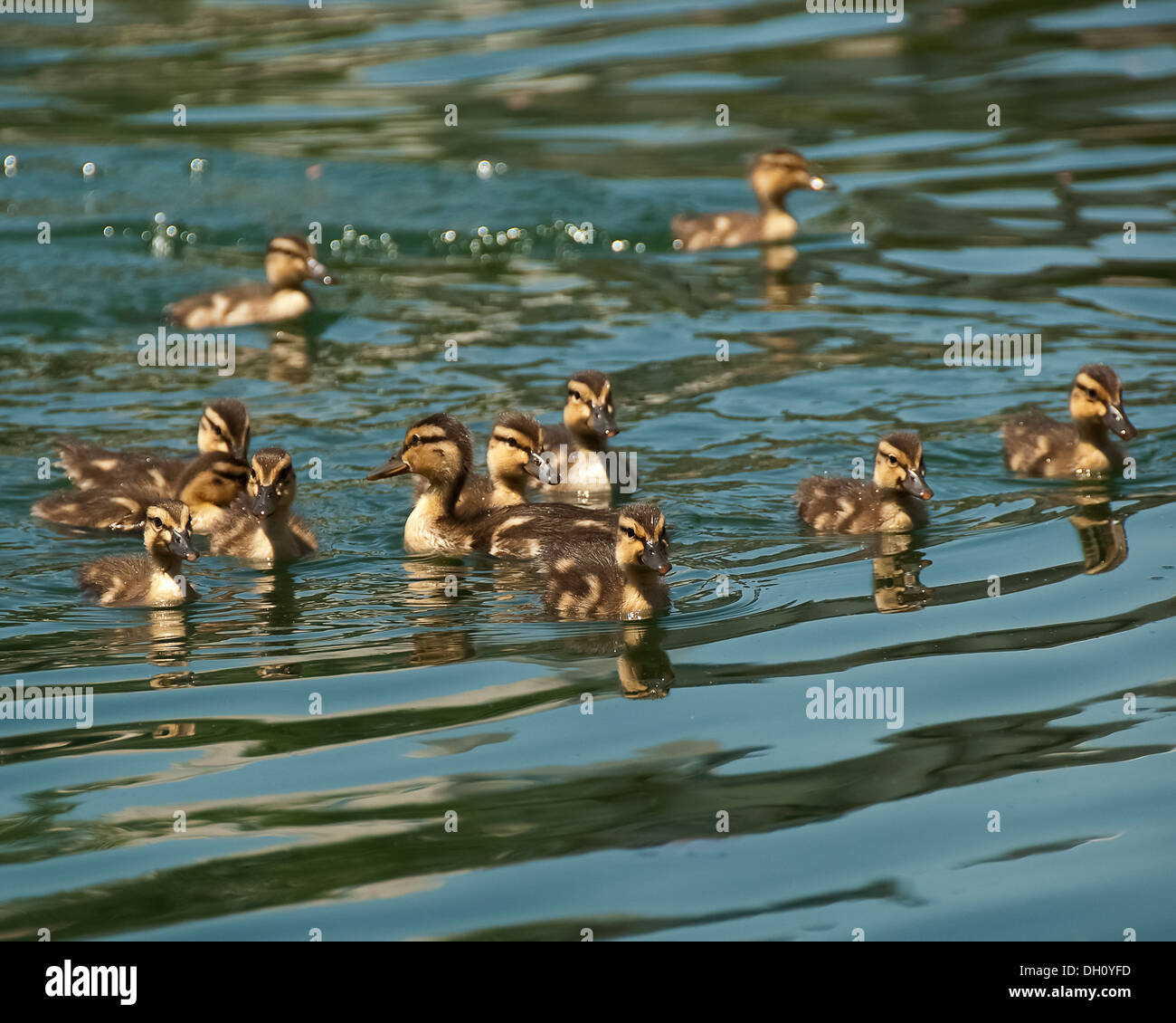 Die Entenküken Folgen ihrer Mutter den Strom hinab. Stockfoto