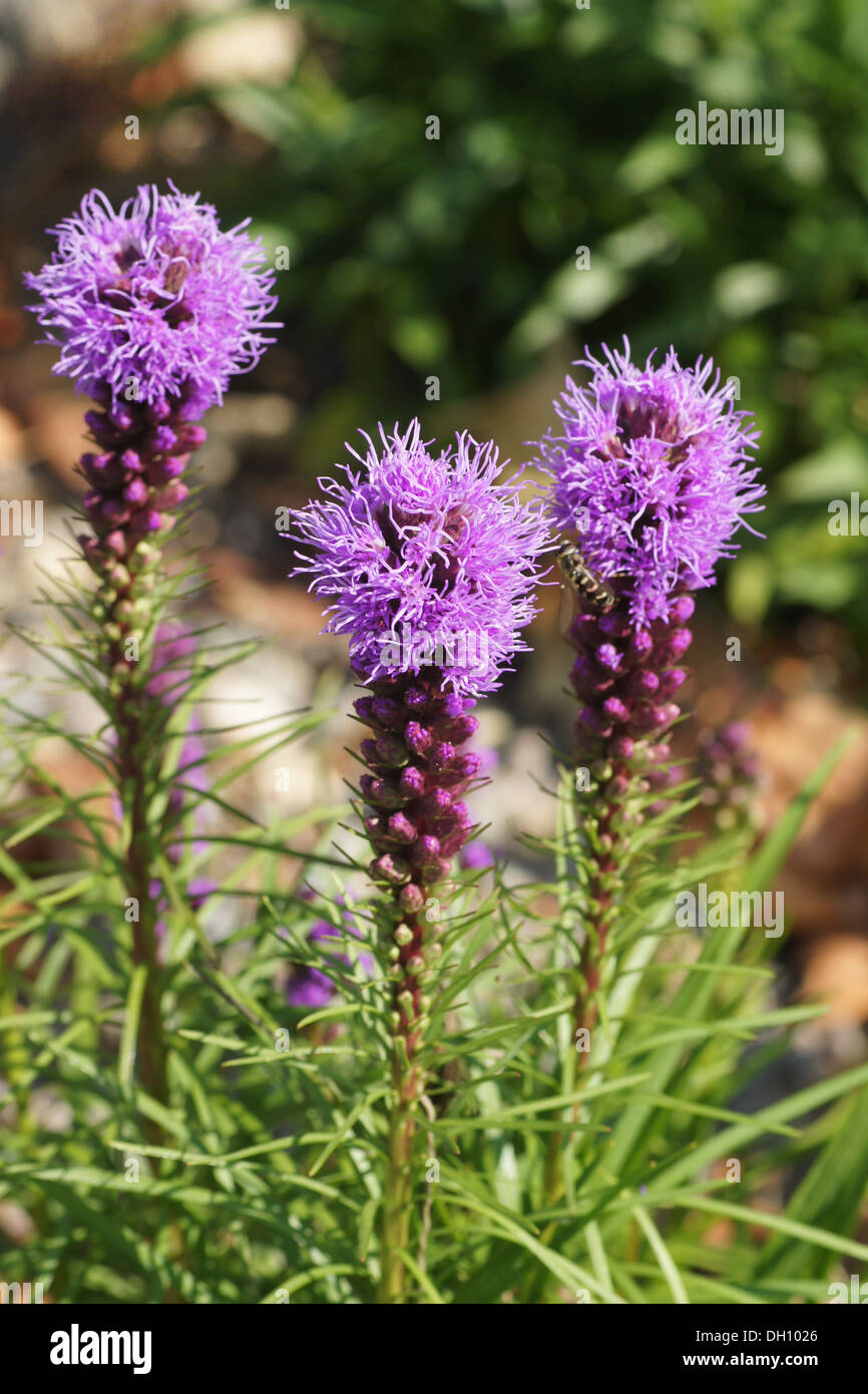 Blazing Star Stockfoto