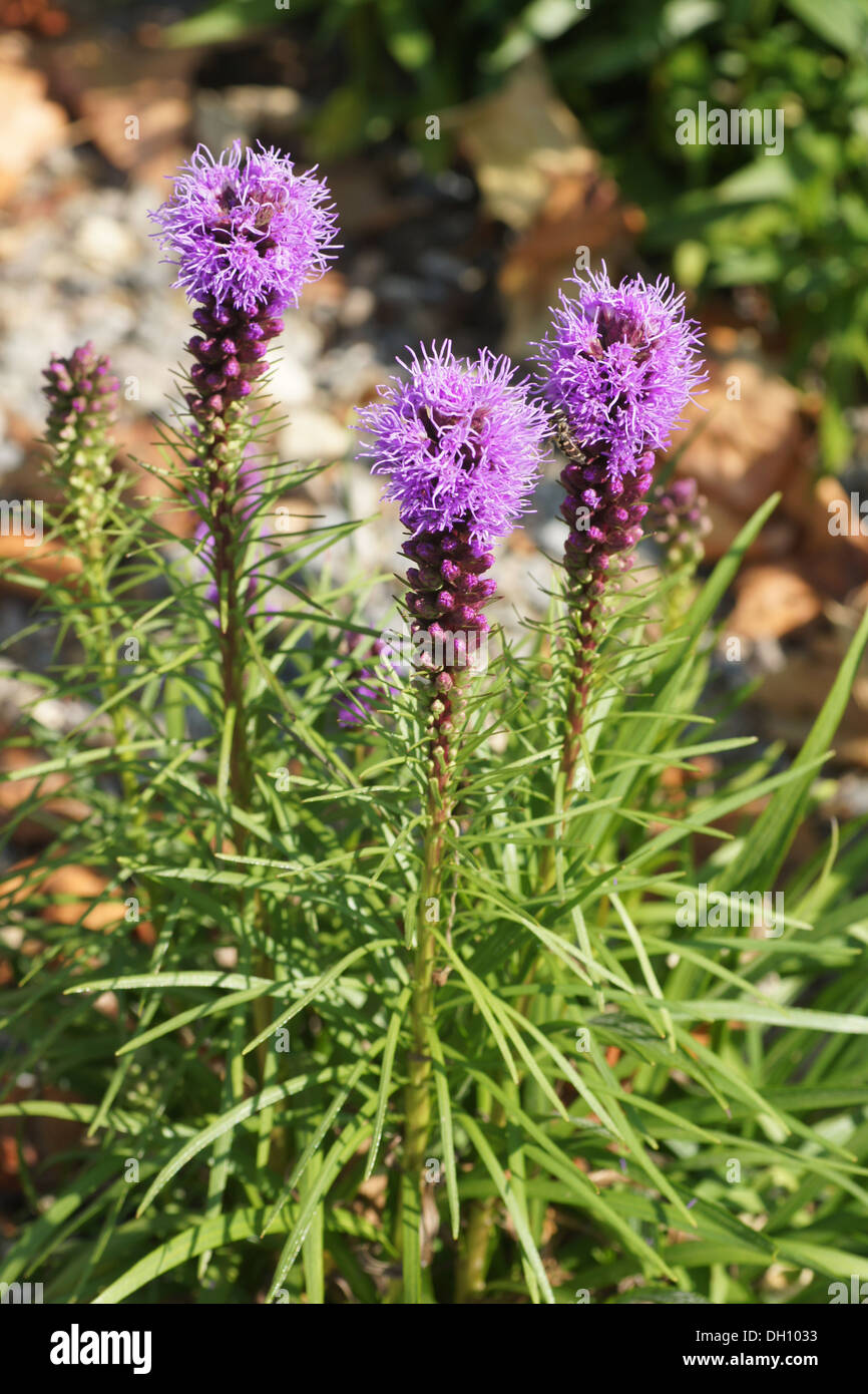 Blazing Star Stockfoto