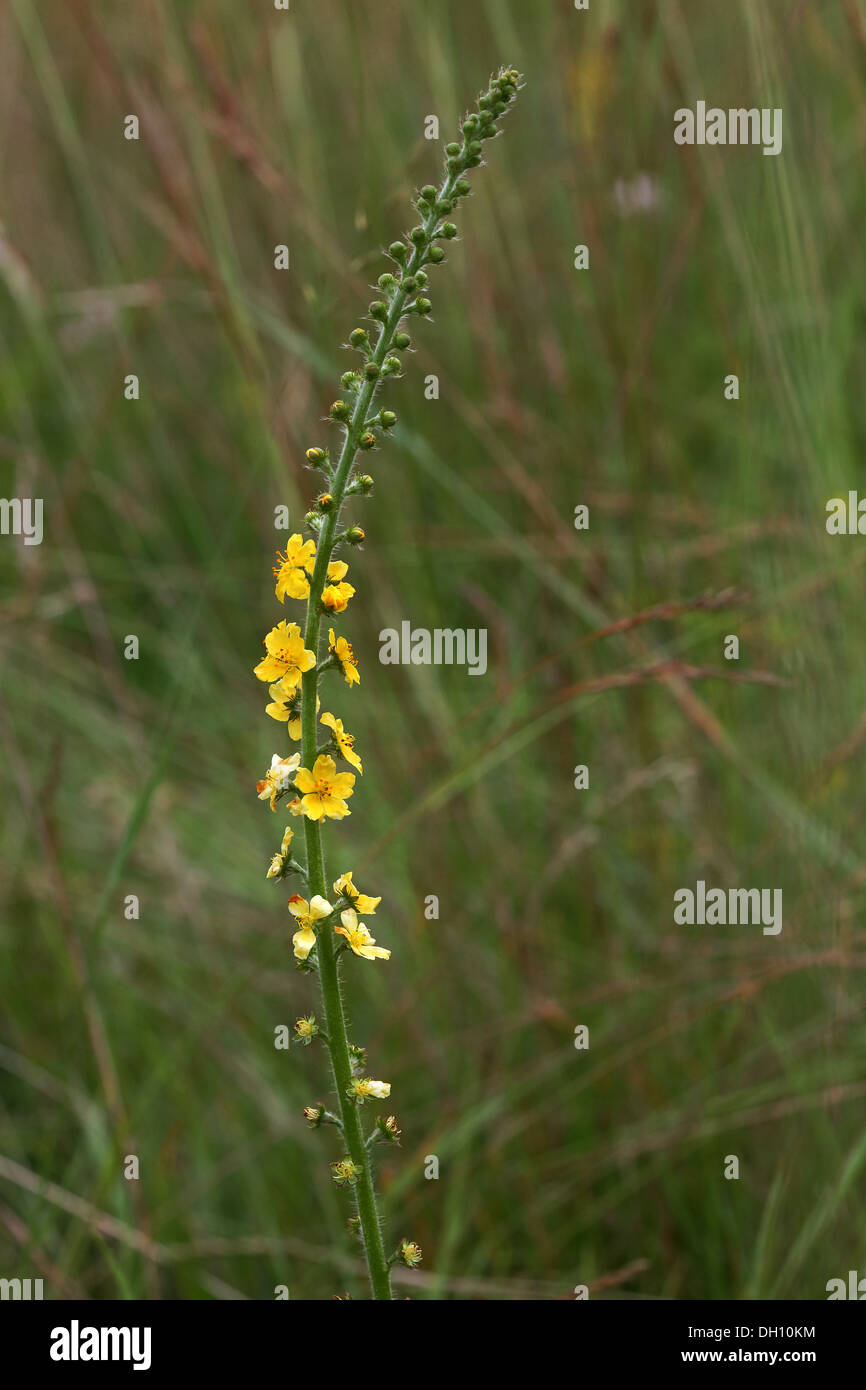 Gemeinsamen Agrimony, Agrimonia eupatoria Stockfoto