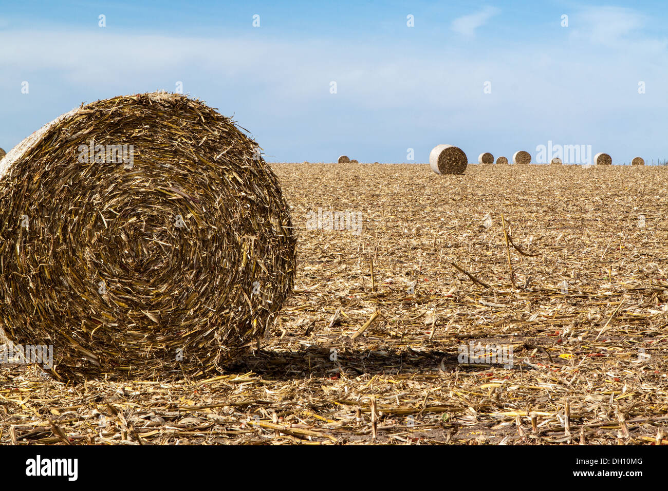 Bereich der gerollt cornstalk Ballen in Wisconsin, USA. Diese oft als Winter Futter und Einstreu verwendet werden, sollten jedoch mit Protein ergänzt werden. Stockfoto