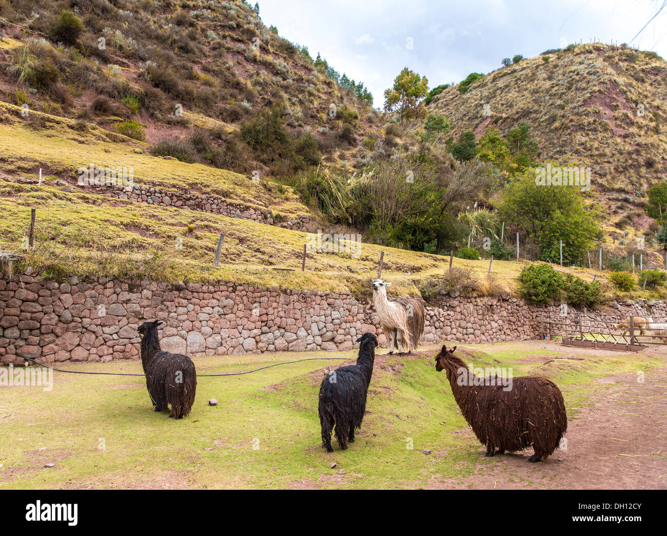 Bauernhof Lama, Alpaka, Vikunja in Peru, Südamerika. Anden-Tier. Lama ist südamerikanischen Kameliden Stockfoto