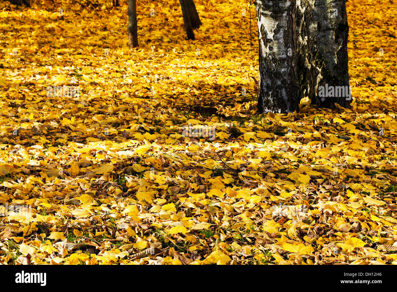 gelbes Herbstlaub unter Birken im Wald Stockfoto