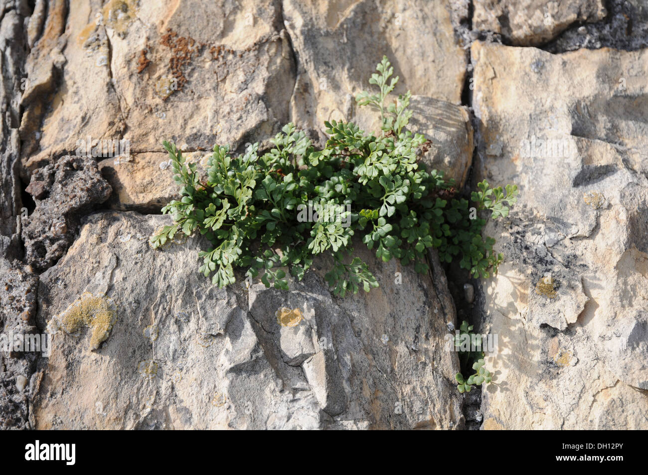 Wand-Rue Stockfoto