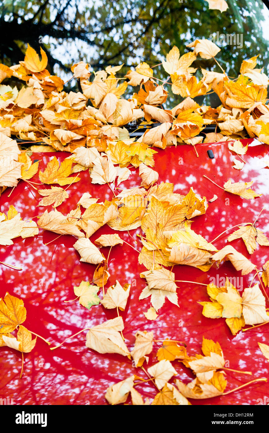 gelbes Herbstlaub auf rote Motorhaube Stockfoto