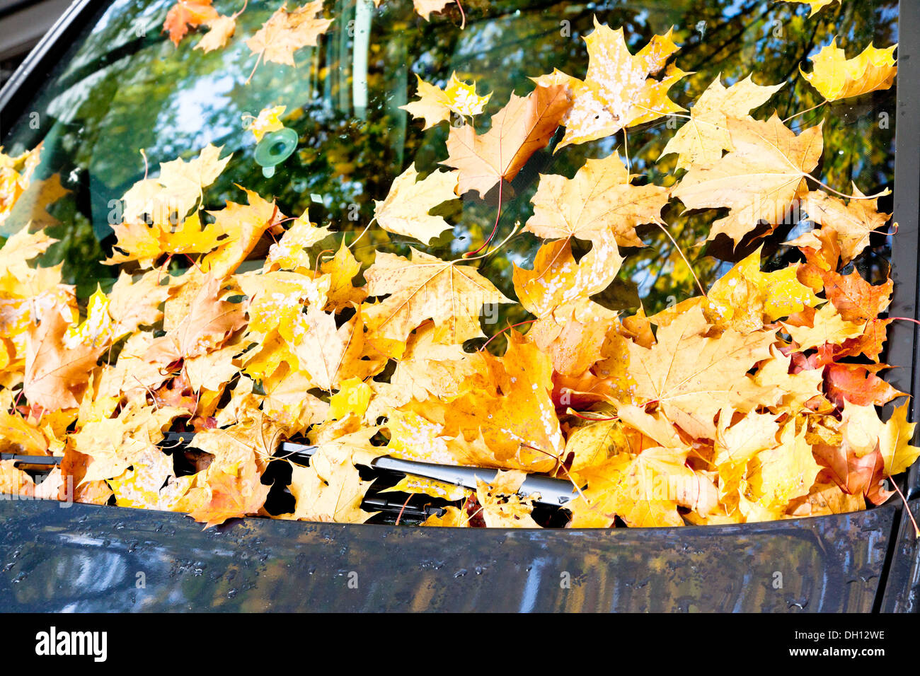 Gefallene Herbstlaub auf blaues Auto Windschutzscheibe Stockfoto