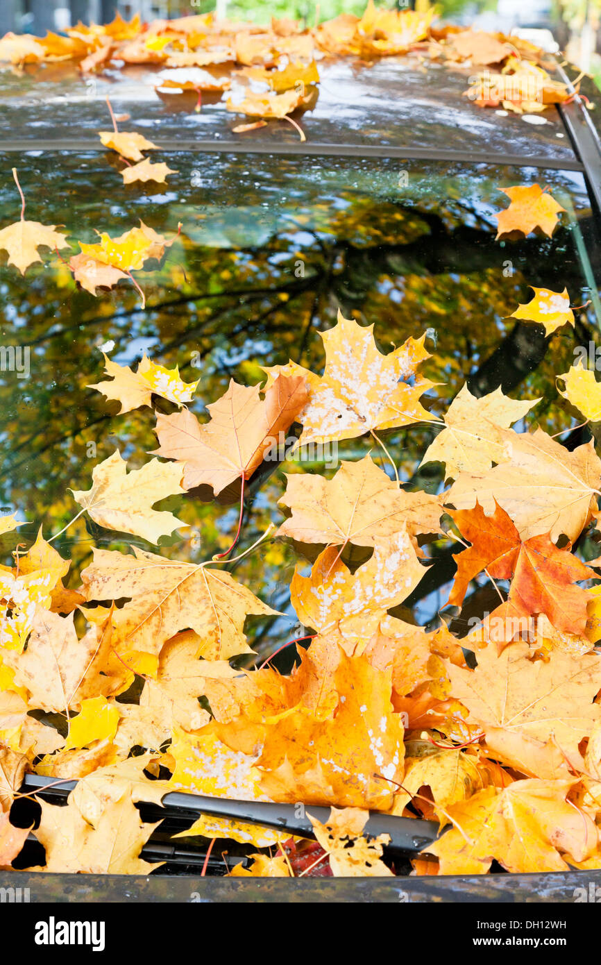 viele gefallene Herbstlaub auf Windschutzscheibe Stockfoto