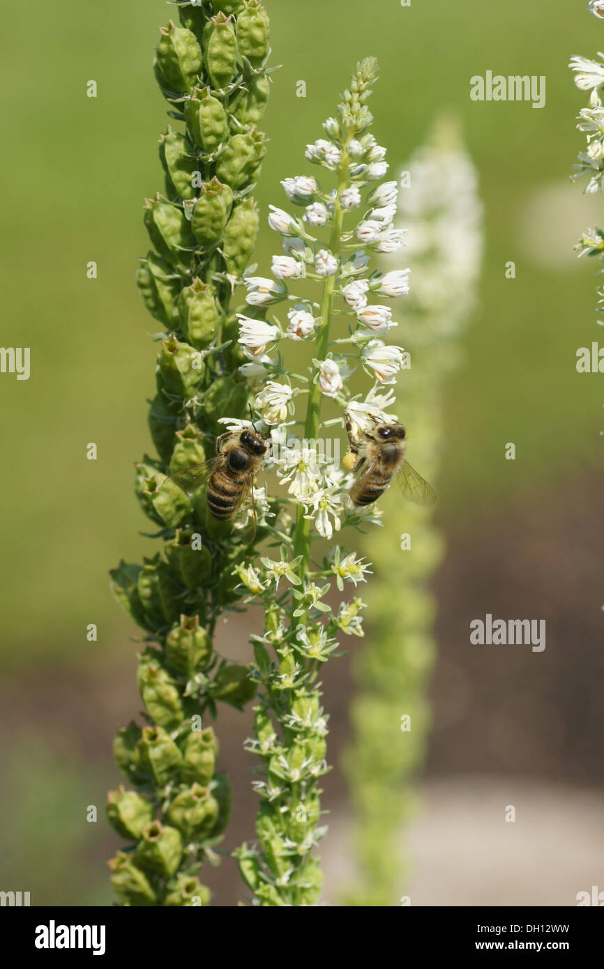 Weiße Mignonette Stockfoto