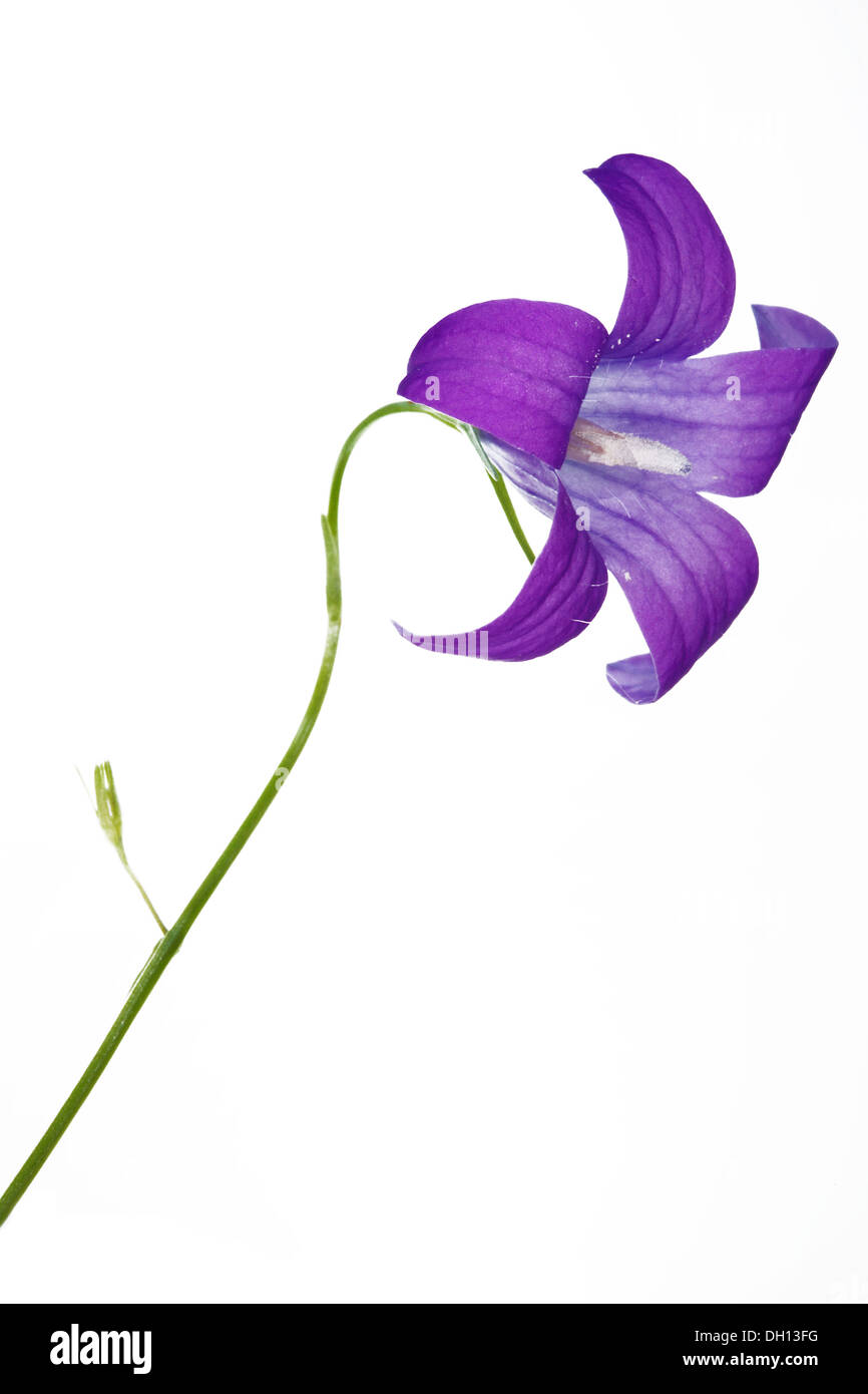 Ausbreitende Glockenblume, Campanula patula Stockfoto