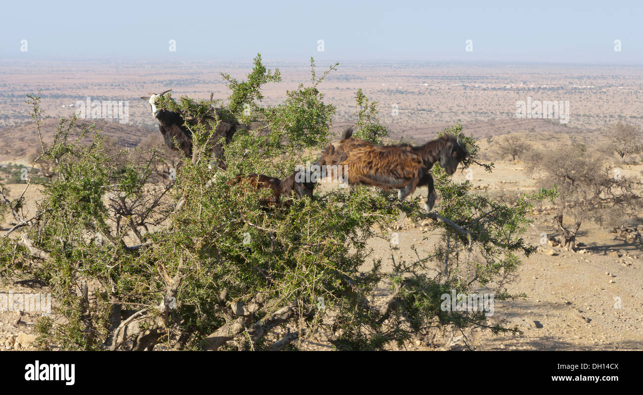 Ziegen ernähren sich von Nüssen auf den Zweigen der Arganbaum in Halbwüsten Sous-Tal der südwestlichen Marokko Stockfoto