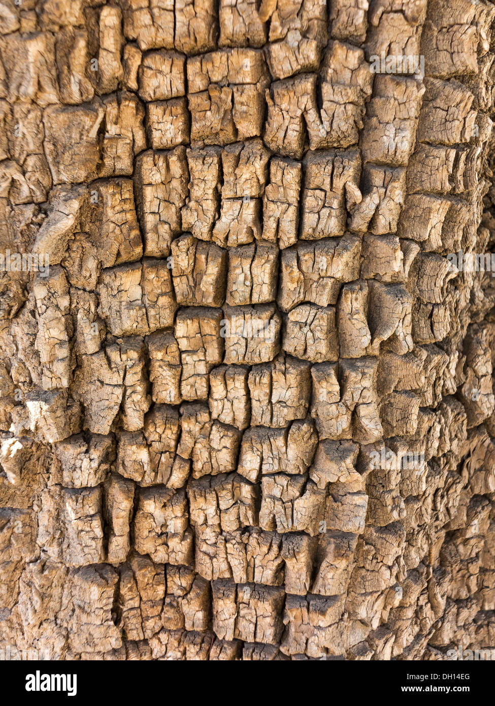 Nahaufnahme von der Rinde eines Argan-Baum in der Nähe von Tafroute Marokko Stockfoto