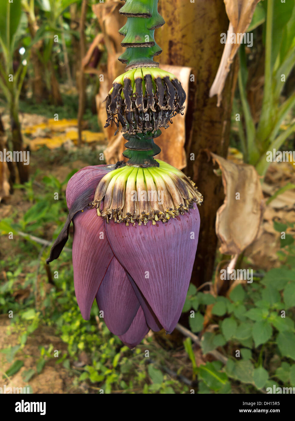 Nahaufnahme von einer geschlossenen Banane Blütenstand in eine überdachte Plantage Marokko Stockfoto
