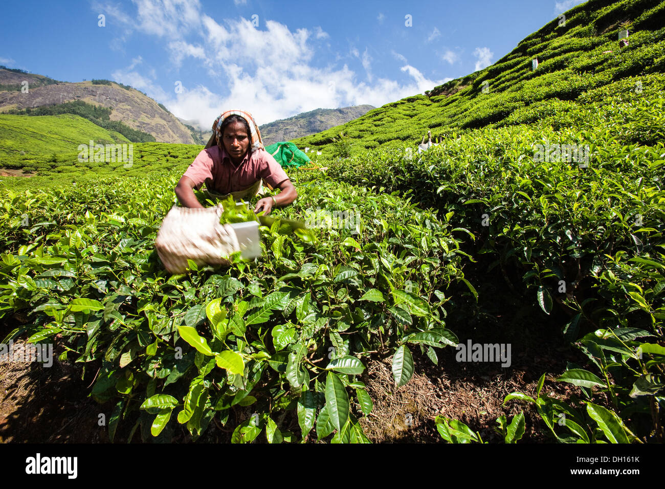 Picker schneiden Teetee Tipps von Teeplantagen, in der Nähe von Munnar, Indien Stockfoto
