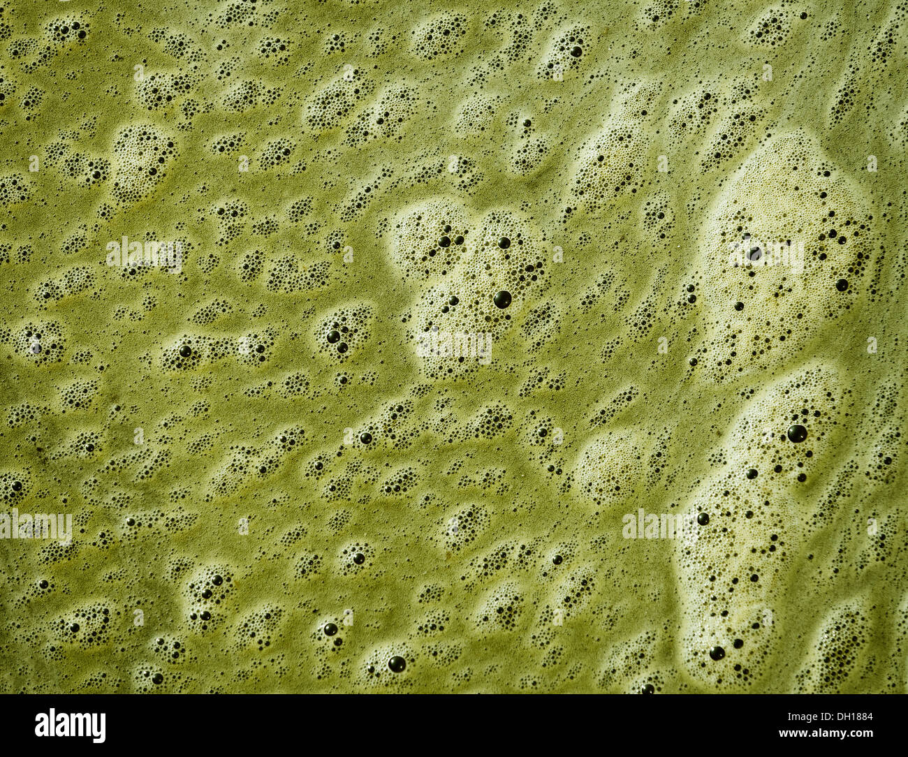 Green scum Fotos und Bildmaterial in hoher Auflösung Alamy