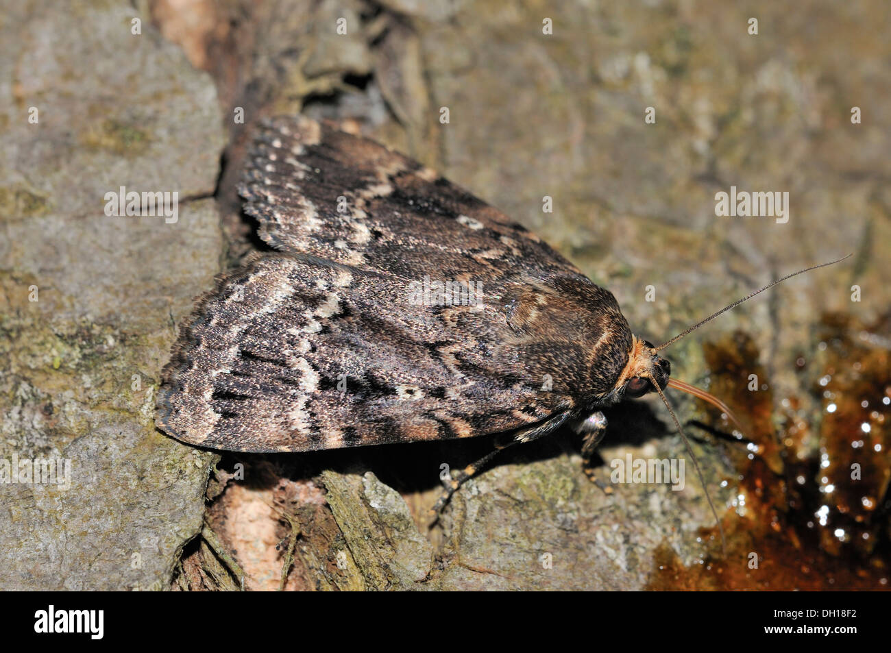 Kupfer-Underwing Moth - Amphipyra Pyramidea Fütterung in der Nacht zeigt Rüssel Stockfoto
