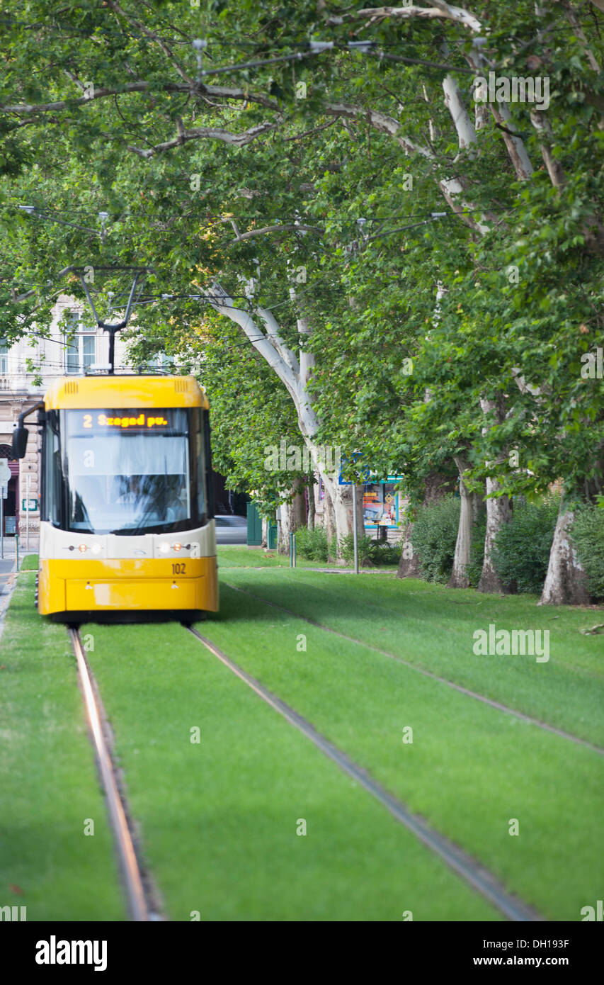 Straßenbahn entlang von Bäumen gesäumten Straße, Szeged, südlichen Plain, Ungarn Stockfoto