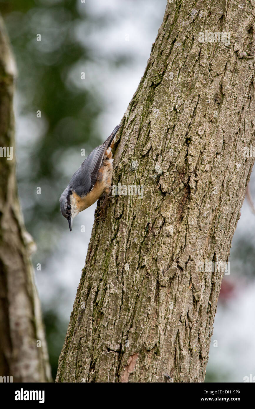 Kleiber auf Baumstamm Stockfoto