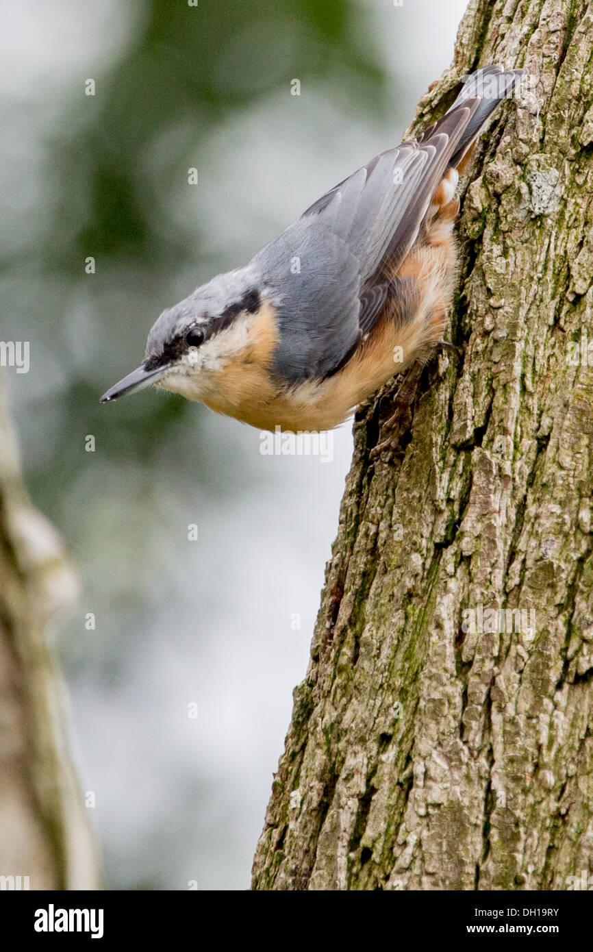 Kleiber auf Baumstamm Stockfoto