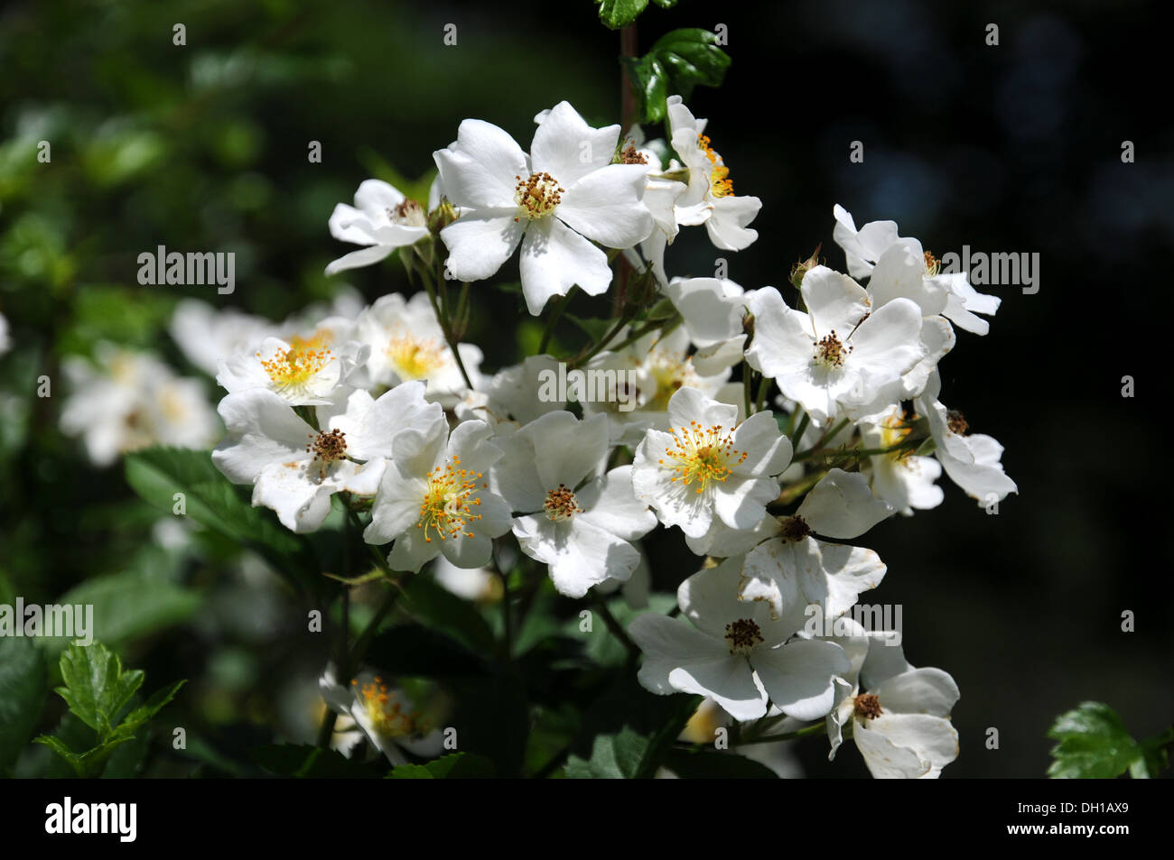 Multiflora Rose Stockfoto