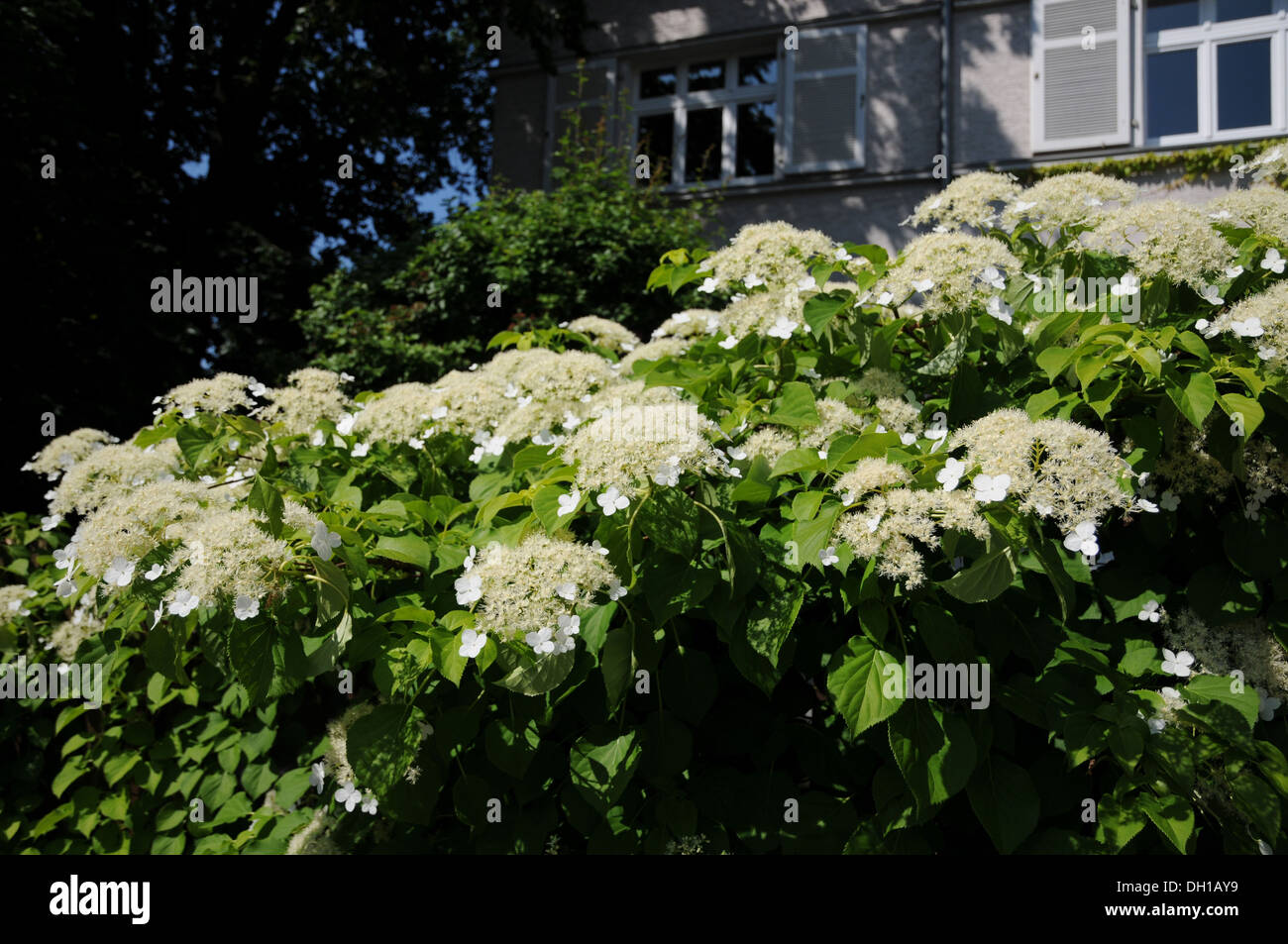 Kletterhortensie Stockfotos und bilder Kaufen Alamy