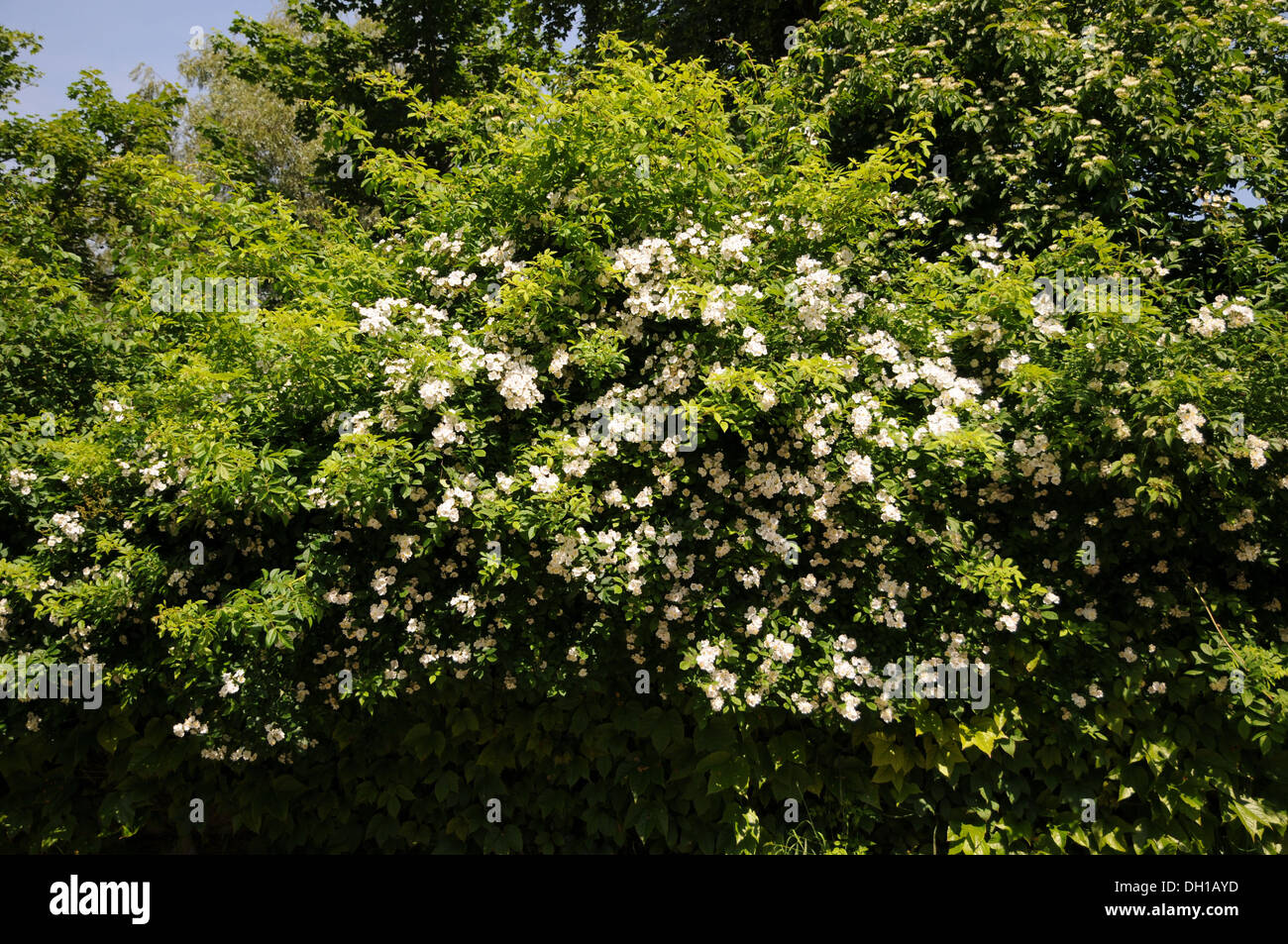 Multiflora Rose Stockfoto