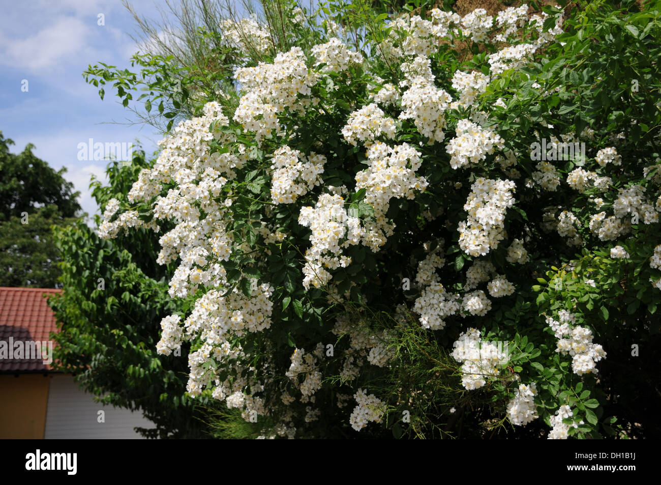 Multiflora Rose Stockfoto