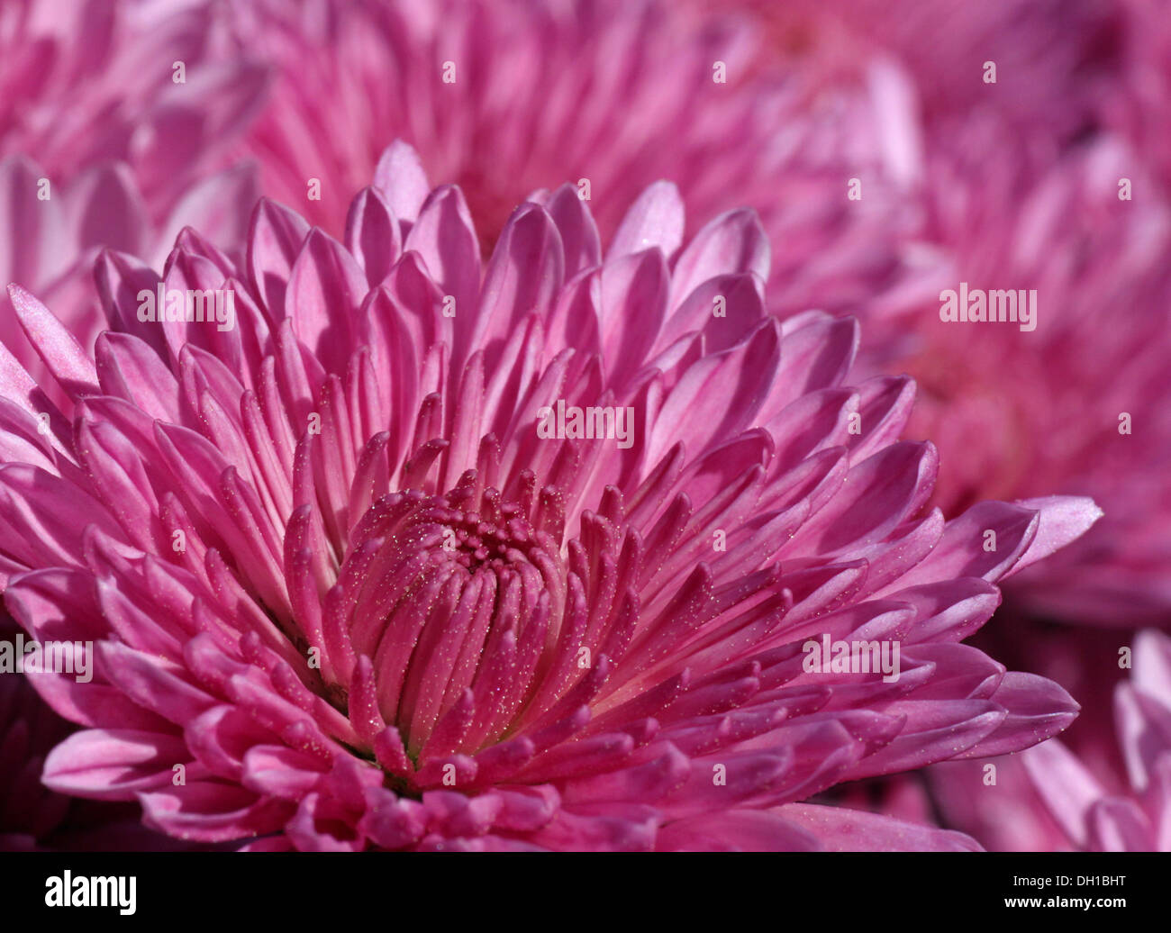 Magenta Chrysanthemen im Garten Stockfoto