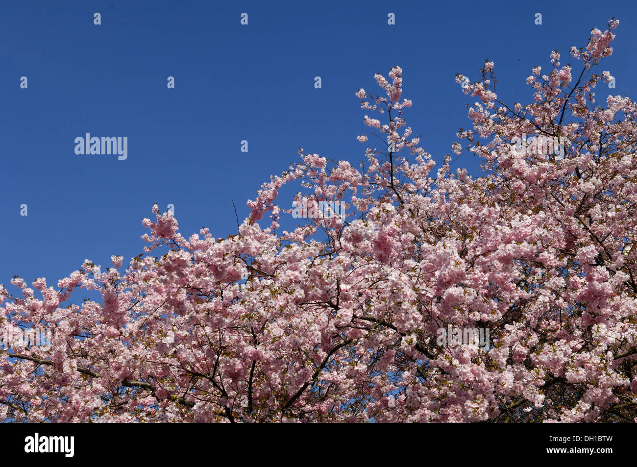 Kirschblüte, Gattung Prunus, viele Sorten, die für Zierzwecke verwendet wurden produzieren keine Frucht Stockfoto